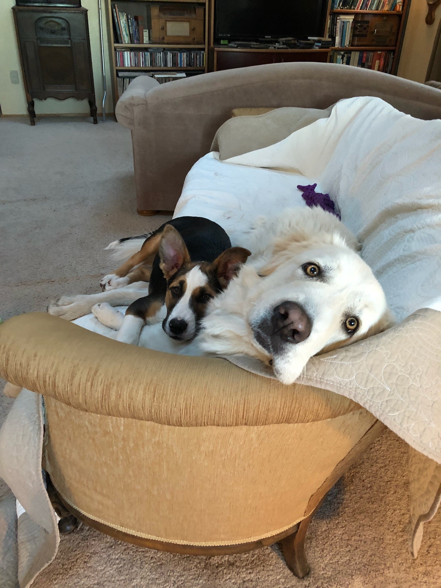 dogs.jpg